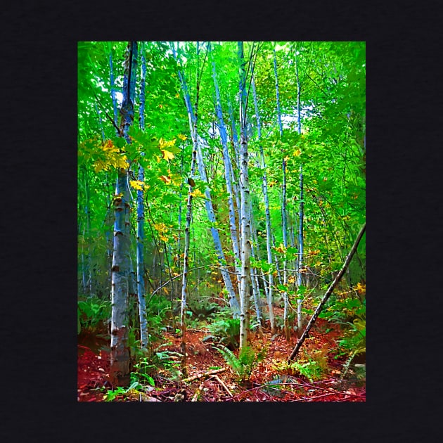 A Stand Of Birch Trees by KirtTisdale